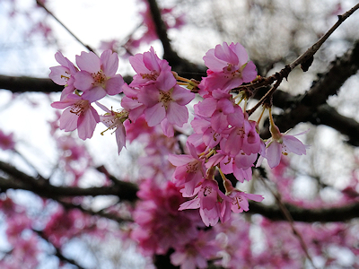 きれいなピンク色をしている桜
