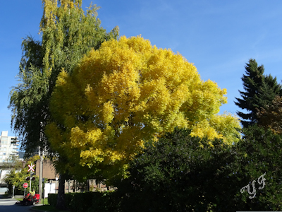 黄色く染まった木