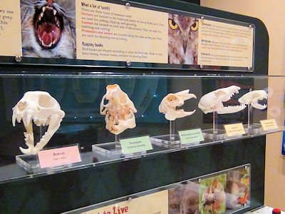 動物の骨の標本